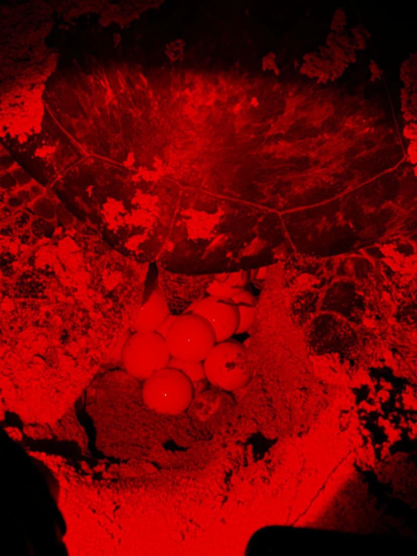 Rekawa Turtle Watching