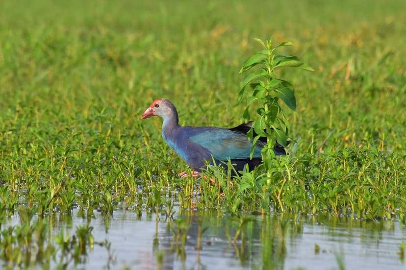 Kalametiya Bird Sanctuary