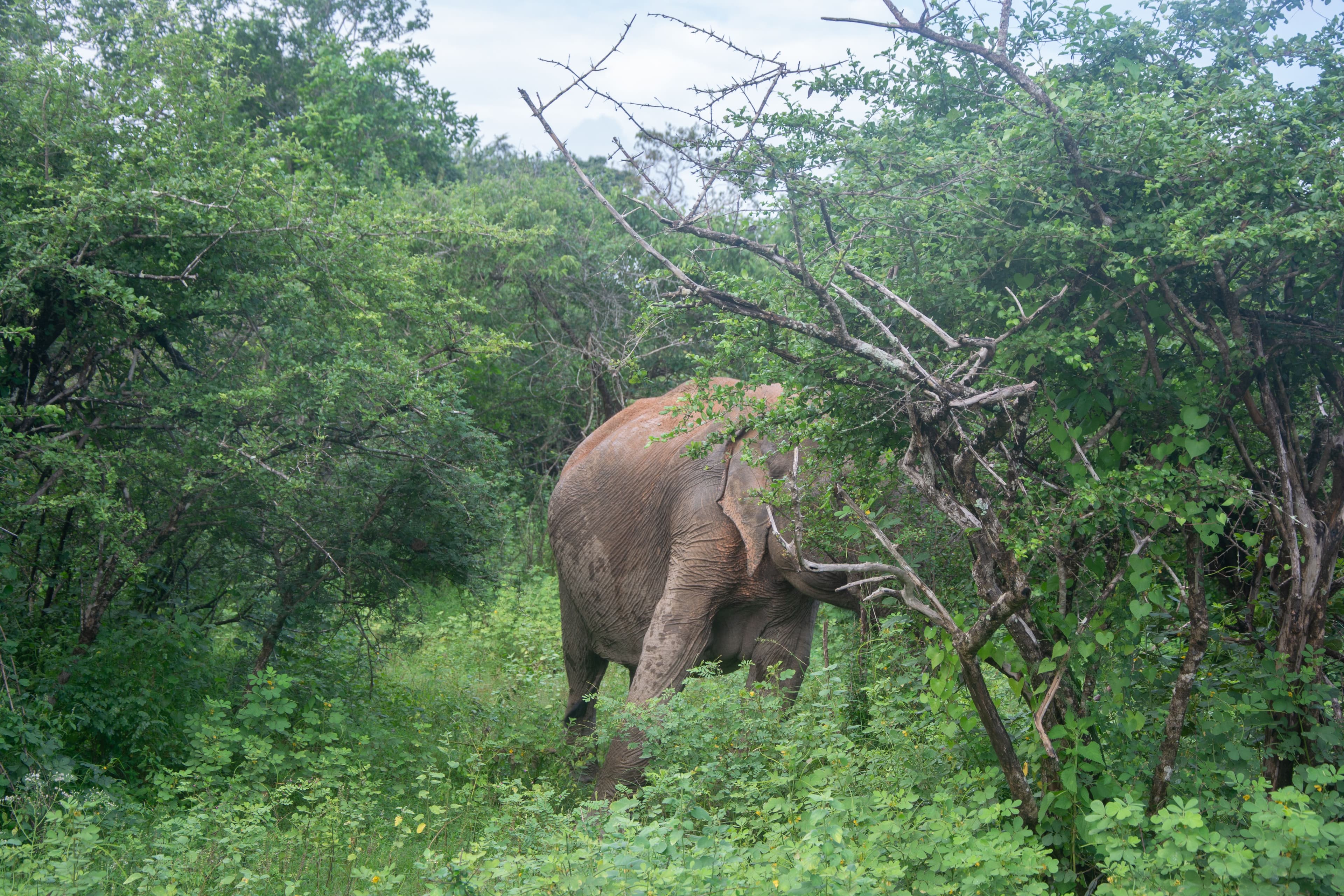 Udawalawe National Park