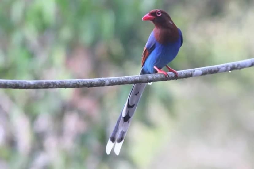 Sinharaja Rainforest