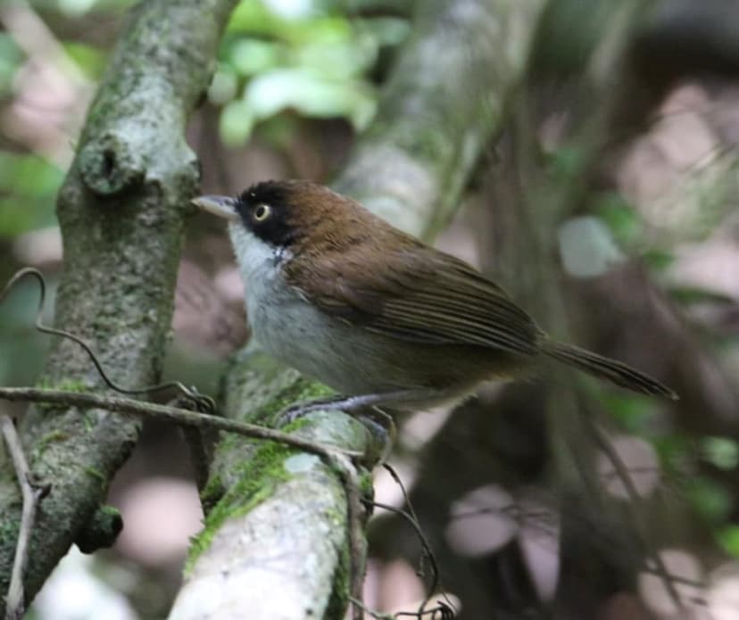 Sinharaja Rainforest