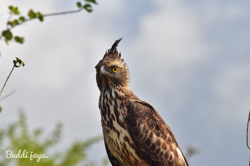 Kalametiya Bird Sanctuary