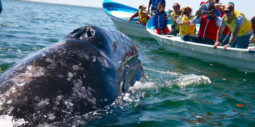 Whale Watching in Mirissa