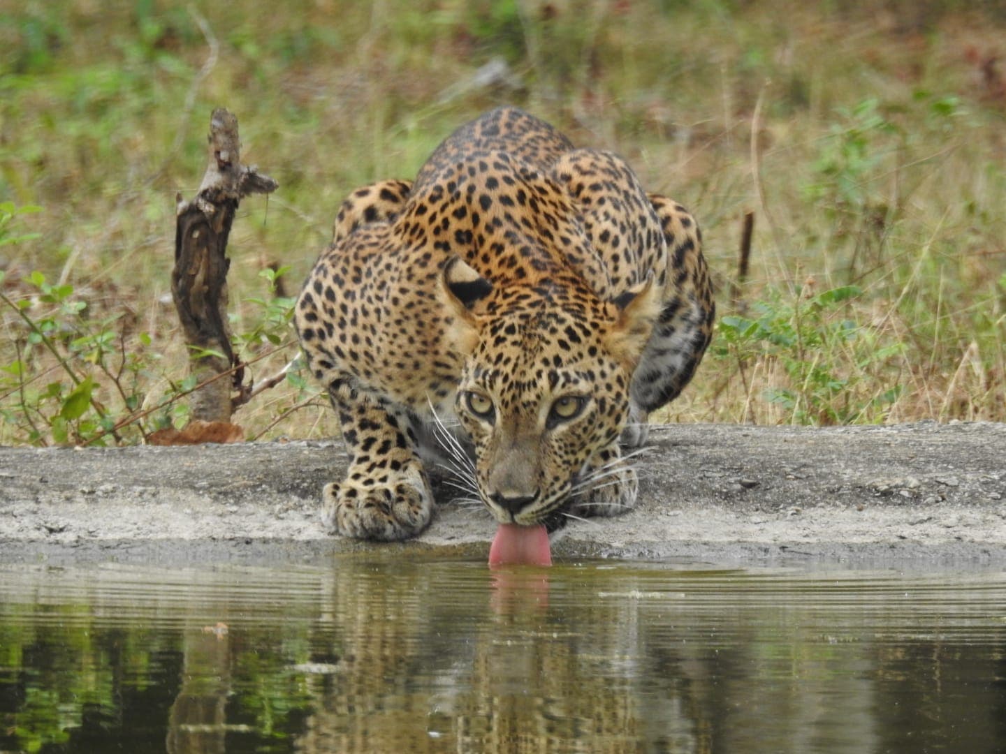 Yala National Park