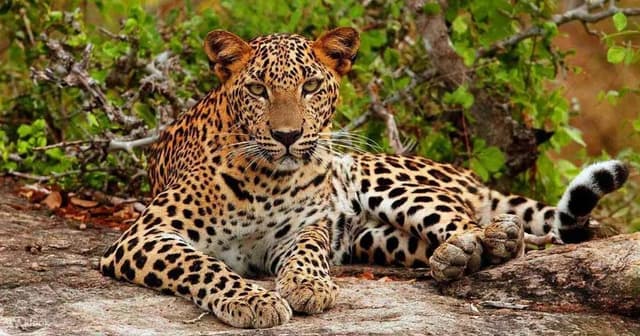 Sri Lanka's Natural Gem: Yala National Park