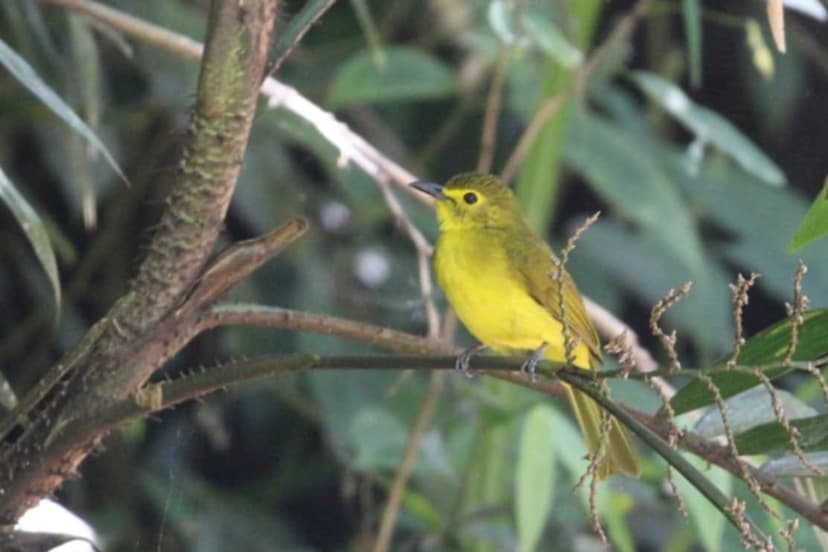 Sinharaja Rainforest