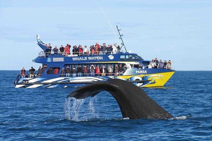 Whale Watching in Mirissa