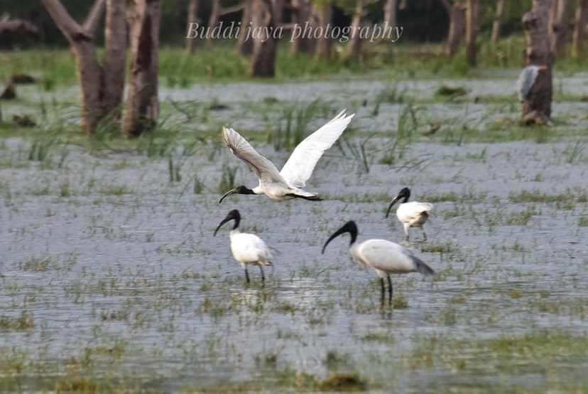 Kalametiya Bird Sanctuary